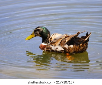 10,477 Duck cool Images, Stock Photos & Vectors | Shutterstock