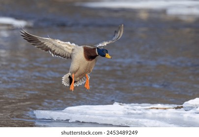 Male mallard duck drake in flight over the Ottawa river in Canada - Powered by Shutterstock