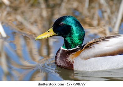 Male Mallard Duck (drake) Portrait On The Water