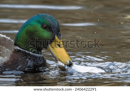 A male mallard duck eats fish