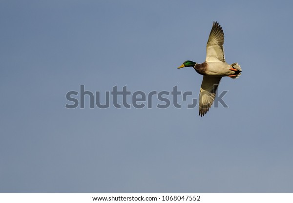 Male Mallard Duck Flying Blue Sky Stock Image Download Now