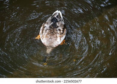 Male Mallard Duck with its head in the river eating - Shutterstock ID 2256502677