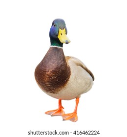 Male Mallard Duck On White Background With Work Paths