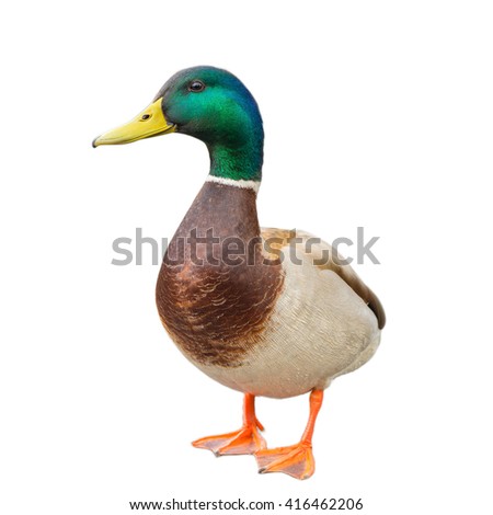 male mallard duck on white background with work paths