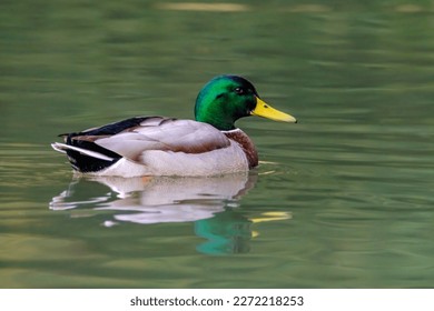 Male mallard duck, portrait of a duck with reflection in clean lake water in Germany.