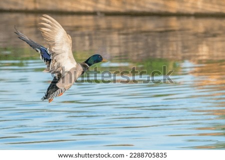 Male mallard duck preparing to land in a lake. Wings flapping up. Details of colors and feathers.