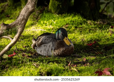 A male mallard duck resting under a tree, on a sunny autumn morning - Powered by Shutterstock