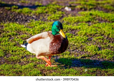 A Male Mallard duck strides across the meadow.