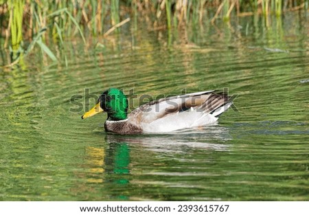 Male mallard duck swim in a living nature on the river. Wild duck with green head and yellow beak floating on lake water on sunny day 