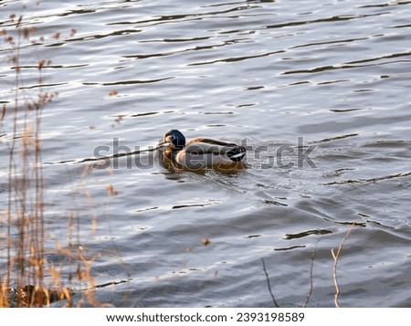 a male mallard duck swim on the river, sunlit male duck on the river, Anatinae