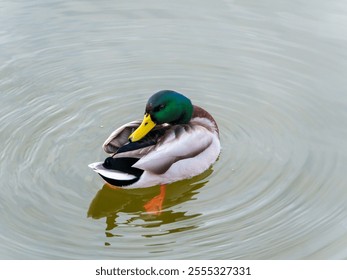 Male mallard duck swimming calmly in a serene pond during daylight - Powered by Shutterstock