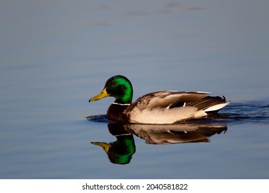 Male Mallard Duck Swimming On A Pond In London, UK