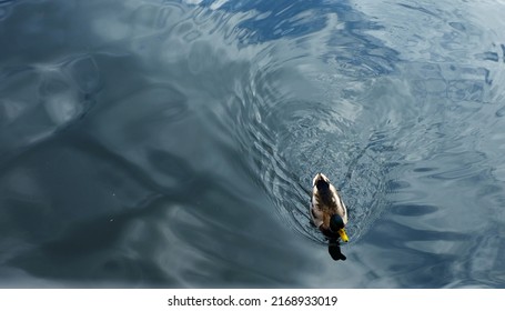 Male mallard duck swimming in the pond. Green water duck.
