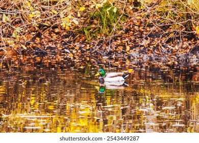 Male mallard duck swimming in tranquil pond surrounded by colorful autumn leaves reflecting in water. Sweden. - Powered by Shutterstock