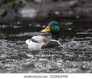 A male mallard duck swims near rocks in shallow water - Powered by Shutterstock