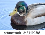 A male mallard duck that is swimming in a pond.