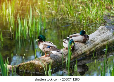 Male mallard ducks Anas Platyrhynchos are sitting on submerged log in marsh. Two ducks are sitting with their paws tucked up, third in front is standing still. Most common and famous wild duck - Powered by Shutterstock