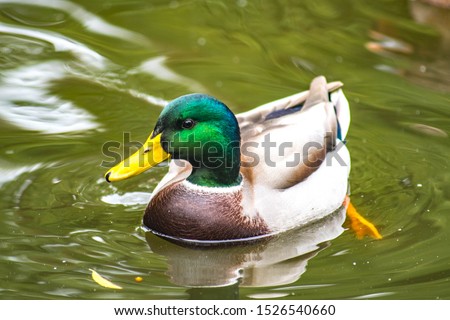 Male Mallard Ducks at the Lake. Birds and animals in wildlife. Close up of a Mallard Duck.