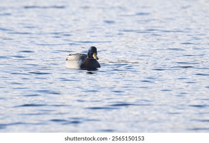 male mallard from the front at morning sun, duck at blue hour, colourful duck in the evening sun, male mallard on the lake, Mallard surrounded by gentle pastel-coloured waves, pastel-coloured waves