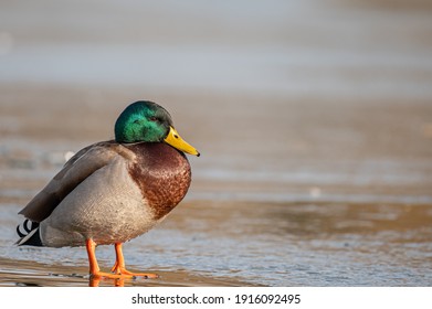 あひる の画像 写真素材 ベクター画像 Shutterstock