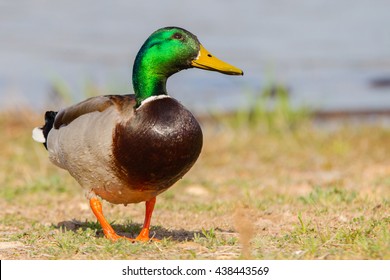 Male Mallard In Profile