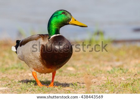 Male Mallard in profile