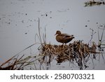 A male Mallard standing atop its nest in spring time at Kensington Metropark in Southeastern Michigan. Mallard are very common and easy to spot with their forest green head and colorful plumage.