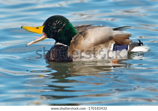 A male Mallard is\
swimming in the open water quacking loudly. Humber Bay Park,\
Toronto, Ontario, Canada.