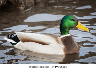 A male mallard swims in the water on a sunny winter day. A male wild duck close-up portrait. - Powered by Shutterstock