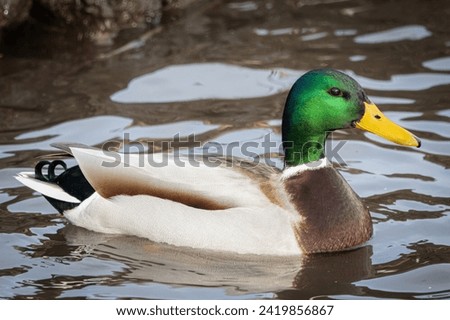 A male mallard swims in the water on a sunny winter day. A male wild duck close-up portrait.
