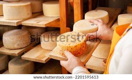 male, man cheese maker businessman, individual entrepreneur, checks cheese in cellar, basement. cheese head ripens on wooden shelves, process of producing homemade. circle