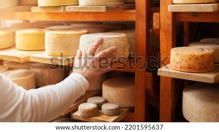 male, man cheese maker businessman, individual entrepreneur, checks cheese in cellar, basement. cheese head ripens on wooden shelves, process of producing homemade. Touches