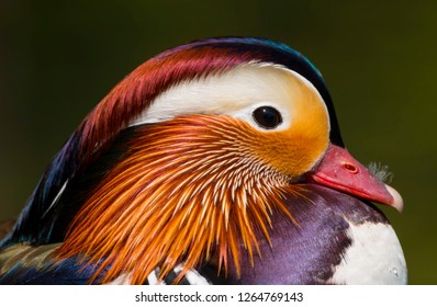 Male Mandarin Duck Aix Galericulata Sitting Stock Photo 1264769143 ...