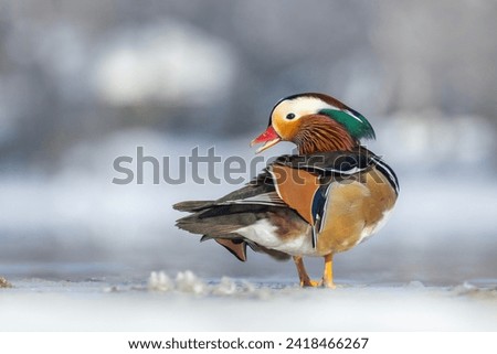 Male Mandarin duck (Aix galericulata) in winter
