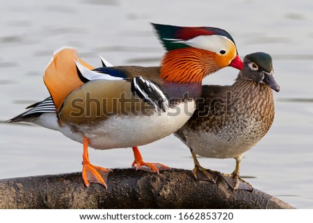 male Mandarin duck and female wood duck