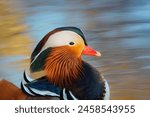 Male Mandarin duck sitting at a lake