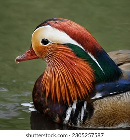 Male mandarin duck swimming in a lake in Kent, UK. Square close up image of a duck. Mandarin duck (Aix galericulata) in Kelsey Park, Beckenham, Greater London. The mandarin is a species of wood duck. - Powered by Shutterstock