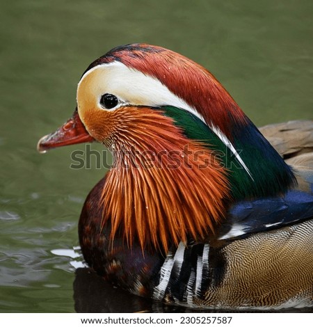 Male mandarin duck swimming in a lake in Kent, UK. Square close up image of a duck. Mandarin duck (Aix galericulata) in Kelsey Park, Beckenham, Greater London. The mandarin is a species of wood duck.