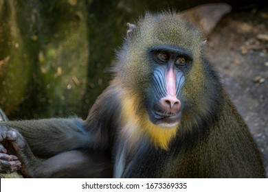 マンドリル の画像 写真素材 ベクター画像 Shutterstock