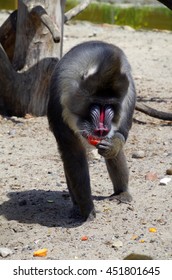 Male Mandrill Eating Fruit. 