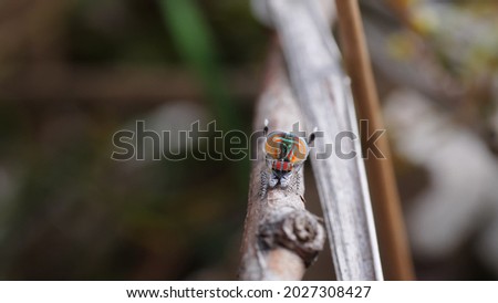a male maratus volans courtship fan display. M. volans is an australian peacock spider
