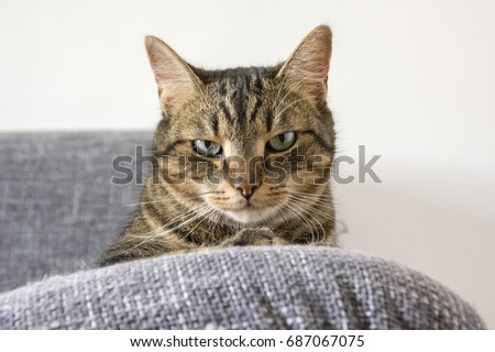 Male marble cat with bad mood expression on his face