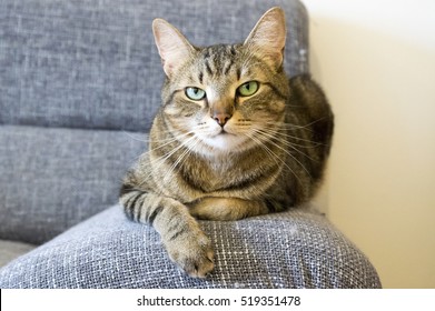 Male Marble Cat With Clever Stern And Serious Expression On His Face, Eye Contact, Lime Eyes