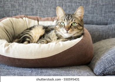 Male Marble Cat With Clever Stern And Serious Expression On His Face, Eye Contact, Lime Eyes