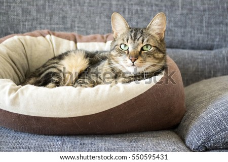 Male marble cat with clever stern and serious expression on his face, eye contact, lime eyes