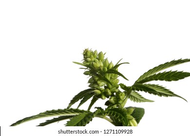 Safest place to order cannabis plant autoflowering