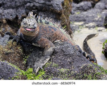 Male Marine Iguana Amblyrhynchus Cristatus Eating Stock Photo 68360974 ...