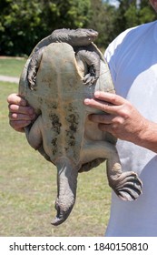 Male Mary River Turtle Being Held By Researcher