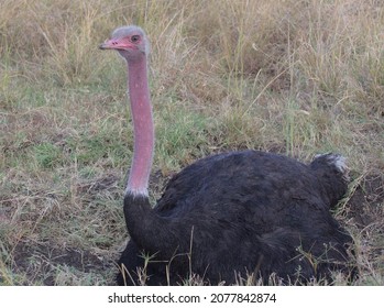 Male Masai Ostrich Sitting Alert And Guarding Eggs On Nest In The Wild Masai Mara, Kenya