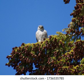 A Male Merlin (Falco Columbarius) Perched In A White Spruce Watching Over His Nest